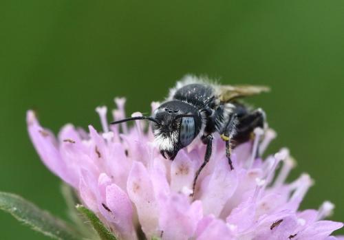 Réf. 297 268 : Hoplitis bisulca